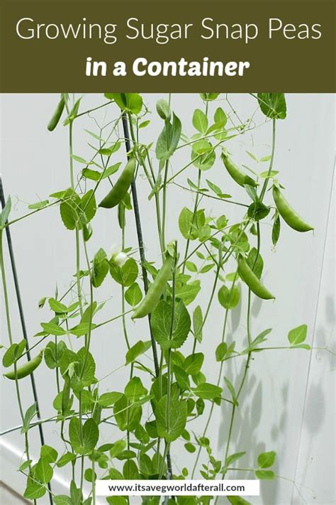 How To Grow Snap Peas In A Pot Beginners Guide Ispru