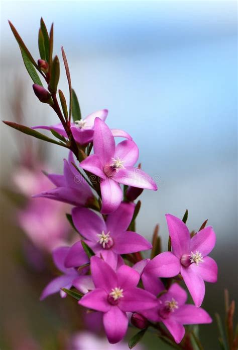 Pink Star Shaped Flowers Of The Australian Native Waxflower Crowea