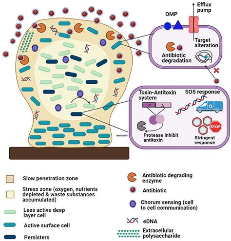 Frontiers Convergence Of Biofilm Formation And Antibiotic Resistance