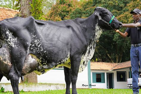 Brazil Cow Breaks World Record For Milk Production Dairy Global