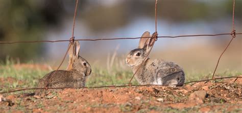 El 80 De Animales Y Plantas De Australia En Peligro Por Las Especies