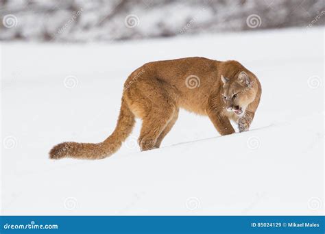 Mountain Lion Growling In The Snow Stock Image Image Of Eyes Snow