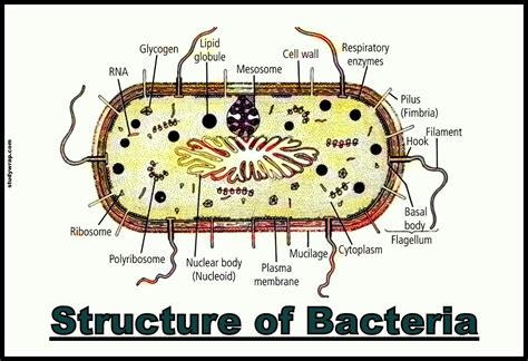 Structure Of Bacteria Cell And Its Organelles Study Wrap