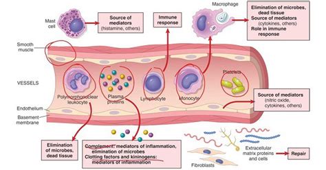 Acute Inflammation Vascular Events New