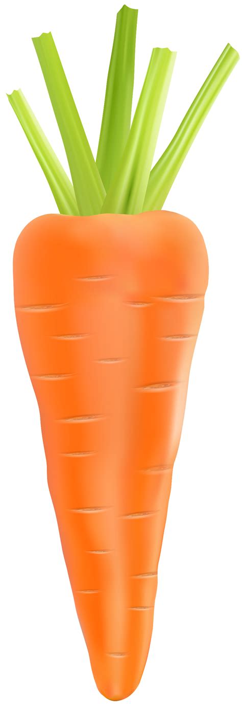 Download High Quality Carrot Clipart Realistic Transparent Png Images