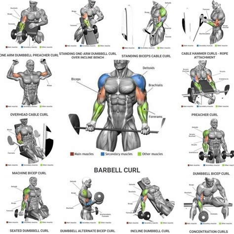 Weight Training Bodybuilding Exercise Poster Biceps And Arm Muscles