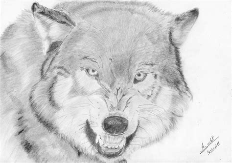 Angry Wolf Pencil Drawing Bestpencildrawing