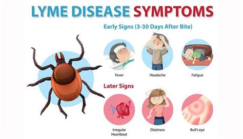 Early Disseminated Lyme Disease Symptoms Treatment And More New Life