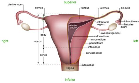 The uterus is divided into three parts our labeled diagrams and quizzes on the female reproductive system are the best place to start. Figure 0.2 - Female Reproductive System - Cutaway View Advanced