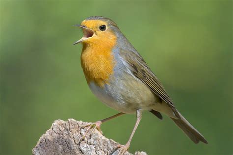 Il Canto Degli Uccelli E Il Birdwatching Fanno Bene Alla Salute