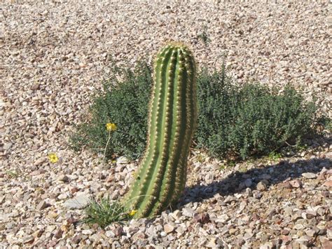 Arizona Cactus Plants Plants Cactus