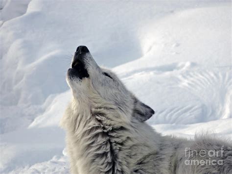 Wolf Singing Photograph By Cindy Murphy Nightvisions Fine Art America
