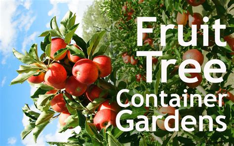 How To Grow Fruit Trees In Your Indoor Container Garden