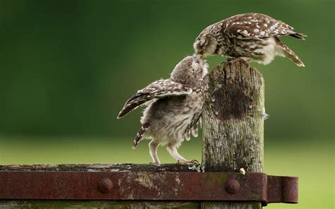 Baby Owl Wallpaper 63 Images