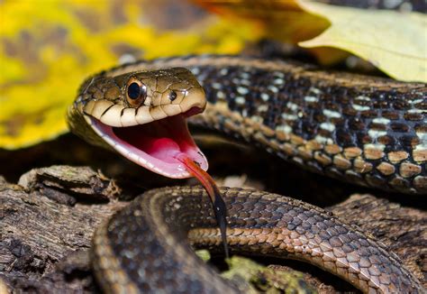 On The Subject Of Nature A Feisty Eastern Garter Snake