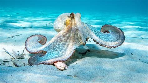 Octopuses Feel Pain And Need Legal Protection Say Mps Bbc News