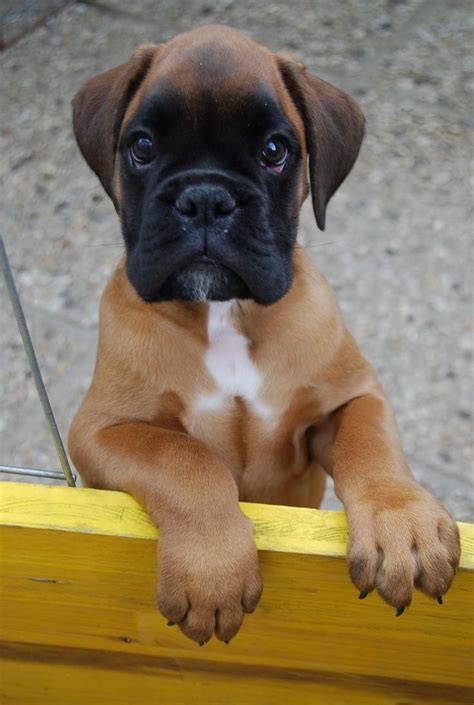 Timeline Photos Amazing World Of Animals And Nature Boxer Dogs Boxer