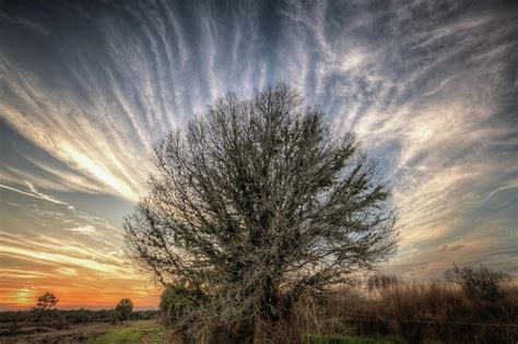 Electric Tree Sunset Photograph By Ronald Kotinsky Pixels