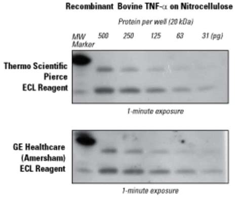 Pierce Ecl Western Blotting Substrate Thermo Fisher Scientific