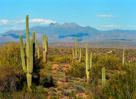 Le Parc National De Saguaro Et Ses Cactus Géants