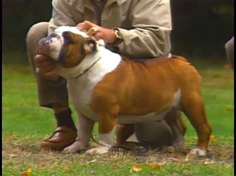 Well you're in luck, because here they come. English Bulldog - AKC dog breed series - YouTube