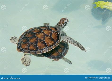 Baby Sea Turtle Swimming On Water Surface Stock Photo Image Of Turtle