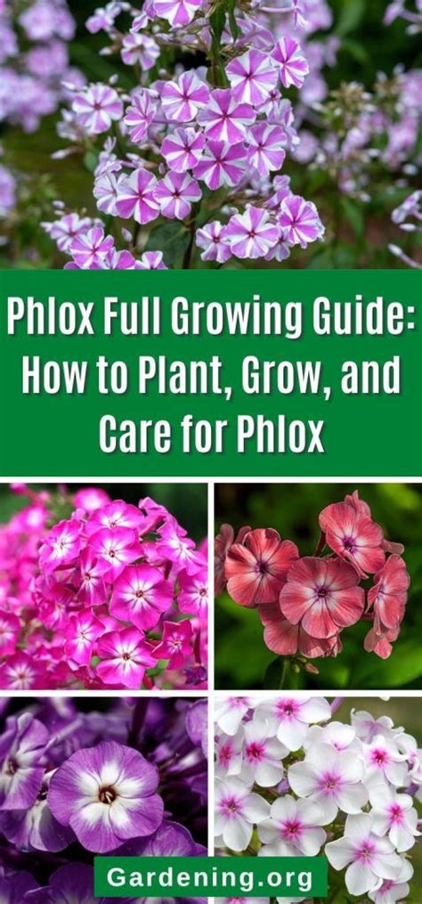 Phlox Full Growing Guide How To Plant Grow And Care For Phlox