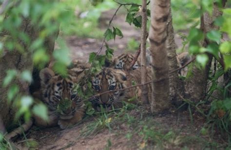 I Spy Four Tiger Cubs Animals Columbus Zoo Cute Animals