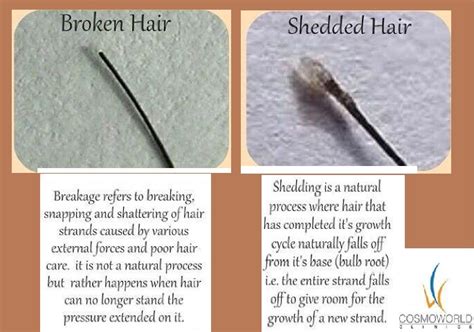 The living part of the hair is the very bottom part surrounding the papilla, called the bulb. Cosmoworld Clinics: Difference between hair loss and breakage