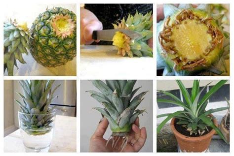 Diy Pineapple Plant Pictures Photos And Images For
