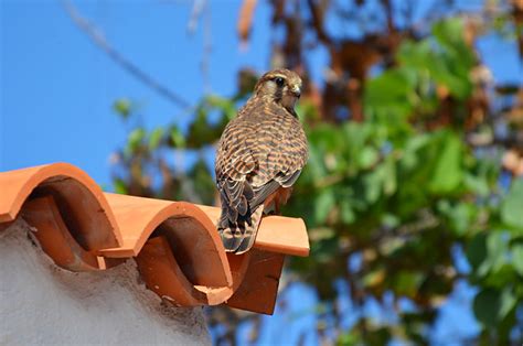 Bird Watching On Tenerife Part 1 Domestic Visitors