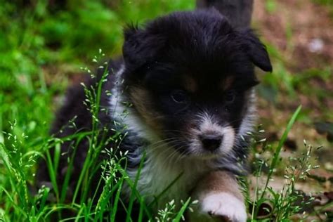 mini aussie growth and developmental stages with charts 2023