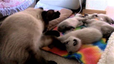 Wobbly Siamese Kittens At 4 Weeks Old Youtube