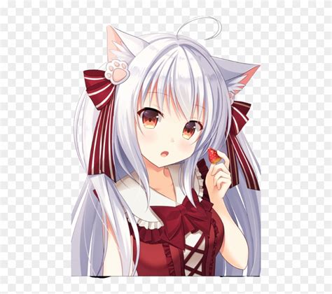 Neko Anime Girl White Hair Blue Eyes Anime Wallpaper Hd