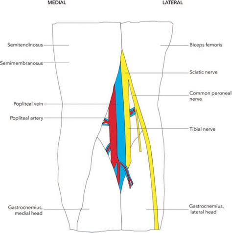 Ultrasound Guided Popliteal Block Wfsa Resources