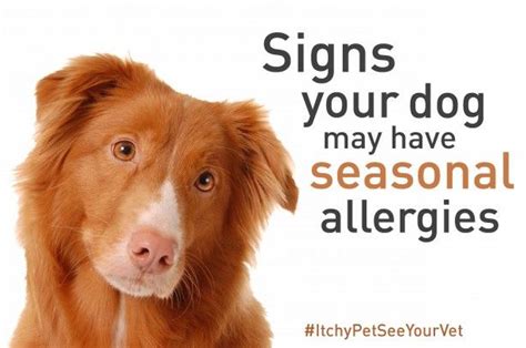 3 Signs Your Dog May Have Seasonal Allergies Ad Itchypetseeyourvet