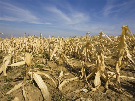 Extreme Weather Triggers Surge In ‘food Shocks Over Past Half Century