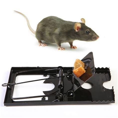 The Best Mouse Traps Of 2022 By The Spruce Mouse Trap Pack Rat Trap
