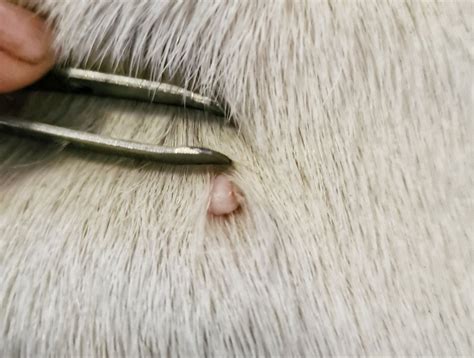 Your Guide To Skin Tags On Dogs Symptoms Causes And Treatment Pawsafe