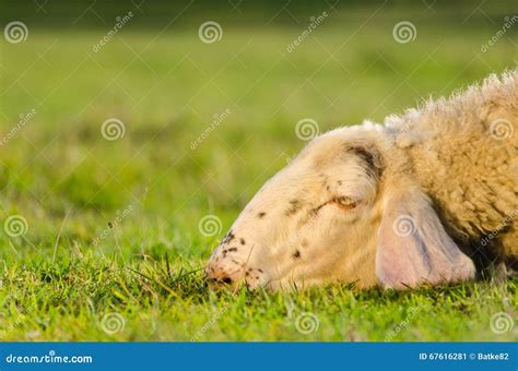 Head Shot Of Sad Sheep Lying On The Grass Stock Image Image Of Scene