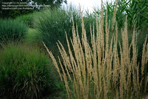 Plantfiles Pictures Calamagrostis Feather Reed Grass Karl Foerster