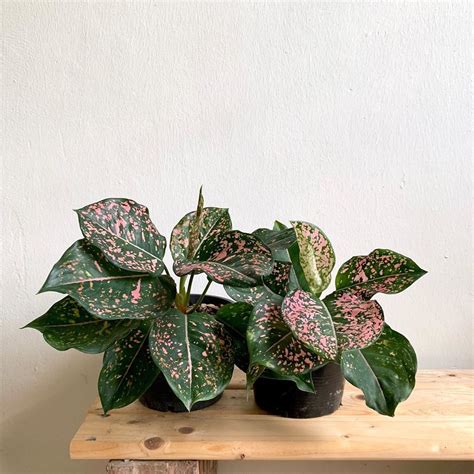 Think Pink With Instagrams Hottest Houseplants Sunset Magazine