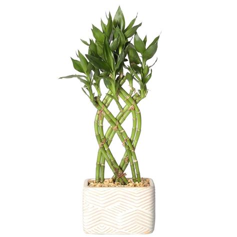 Lucky Bamboo Weave Braid Best Trees And Plants From Home Depot