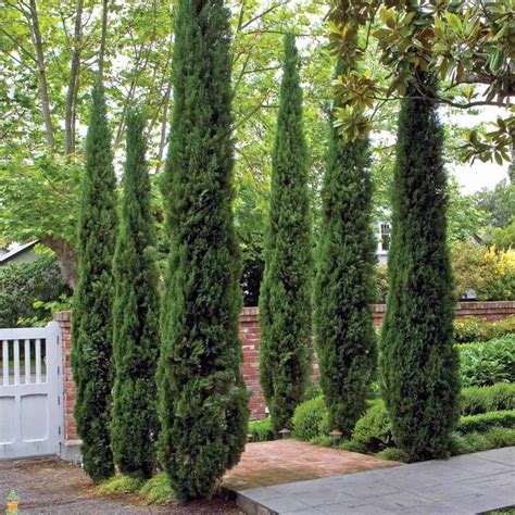 7 Fast Growing Trees For Ultimate Privacy In Your Garden