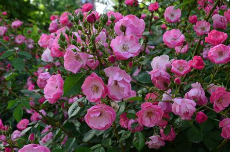Fond Décran Rose Fleur Flore Pétale Botanique Plante Terrestre