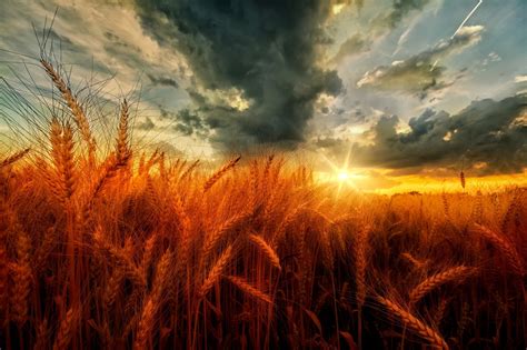 Sunset And Dark Clouds Over Wheat Field