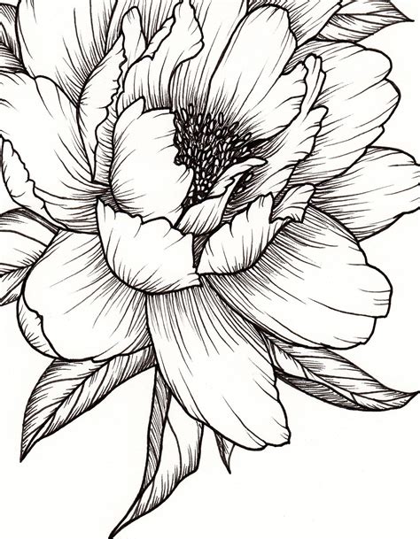 Pencil Drawings Of Flowers Flower Drawing Botanical Line Drawing Art