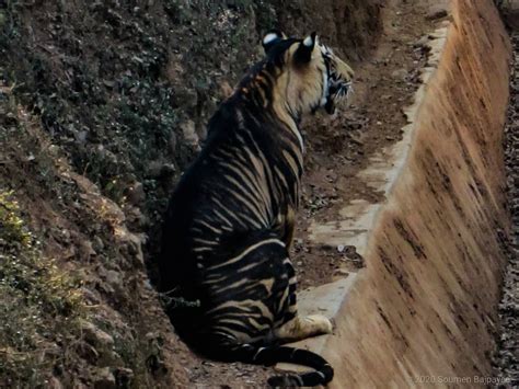Melanistic Tiger Rare Black Tiger Caught On Camera In Odishas