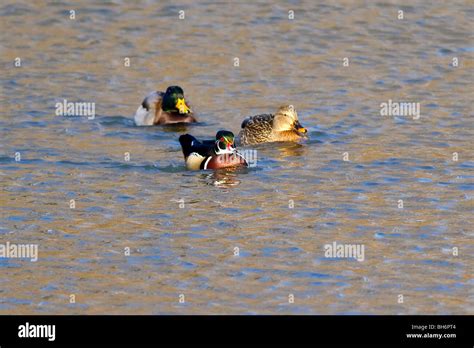 Wood Duck And Mallards Stock Photo Alamy