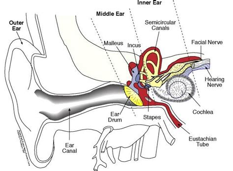 Diagram Of The Ear Ear Diagram For Kids Ear Diagram Human Ear Diagram